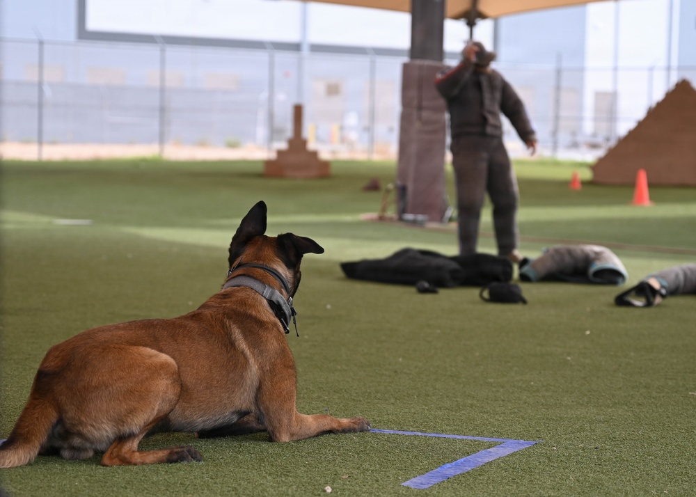 Luke AFB holds Poliece Week 2026 Lethal K9 Competition