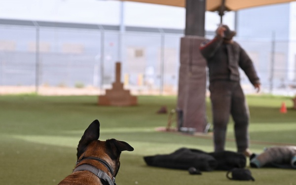 Luke AFB holds Poliece Week 2026 Lethal K9 Competition