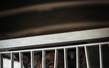 Military Working Dog Training
