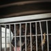 Military Working Dog Training