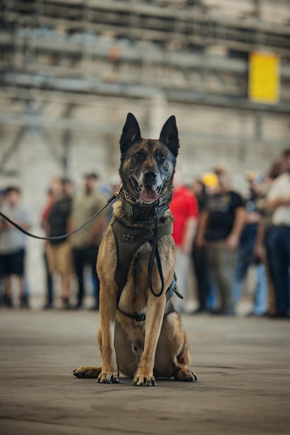Military Working Dog Training