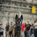 Military Working Dog Training