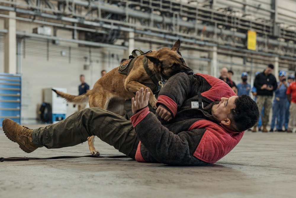 Military Working Dog Training