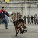 Military Working Dog Training