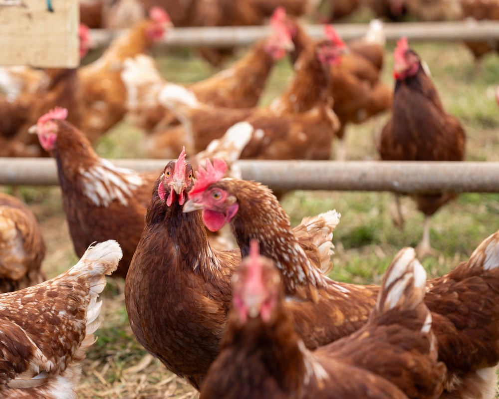 Earth's Echo Farm: Pasture-Raised Beef, Pigs And Poultry
