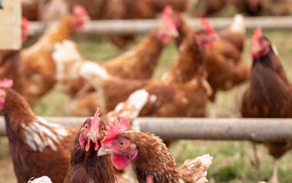 Earth's Echo Farm: Pasture-Raised Beef, Pigs And Poultry [Image 5 of 12]