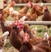Earth's Echo Farm: Pasture-Raised Beef, Pigs And Poultry
