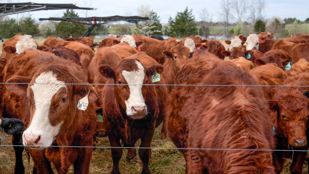 Earth's Echo Farm: Pasture-Raised Beef, Pigs And Poultry