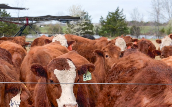 Earth's Echo Farm: Pasture-Raised Beef, Pigs And Poultry [Image 2 of 12]