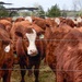Earth's Echo Farm: Pasture-Raised Beef, Pigs And Poultry