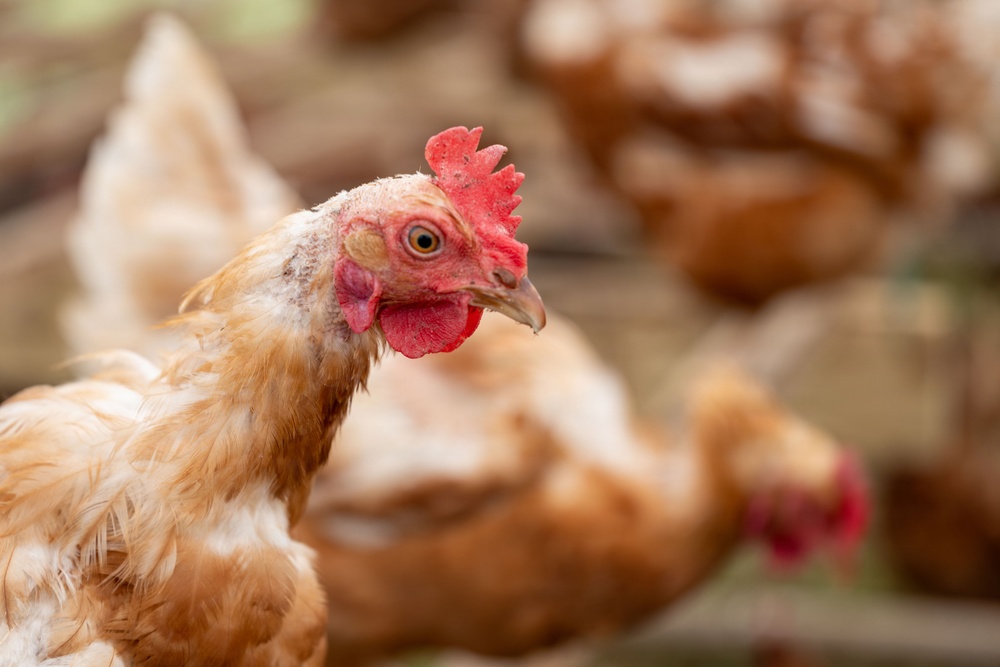 Earth's Echo Farm: Pasture-Raised Beef, Pigs And Poultry