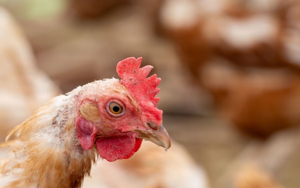 Earth's Echo Farm: Pasture-Raised Beef, Pigs And Poultry [Image 3 of 12]