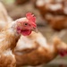 Earth's Echo Farm: Pasture-Raised Beef, Pigs And Poultry