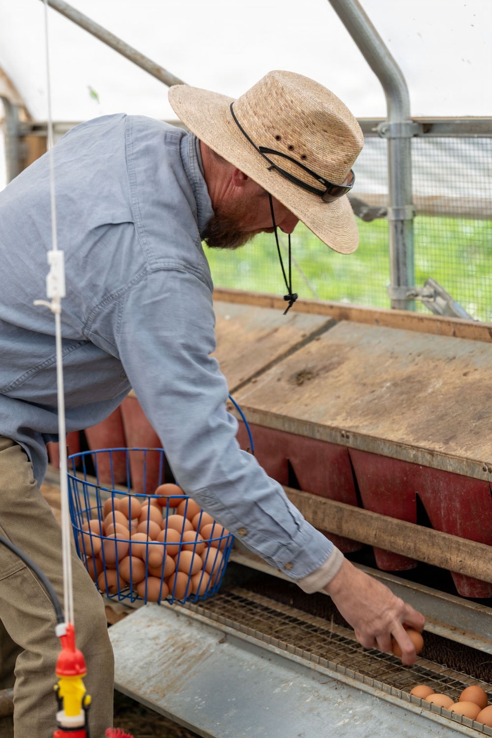 Earth's Echo Farm: Pasture-Raised Beef, Pigs And Poultry