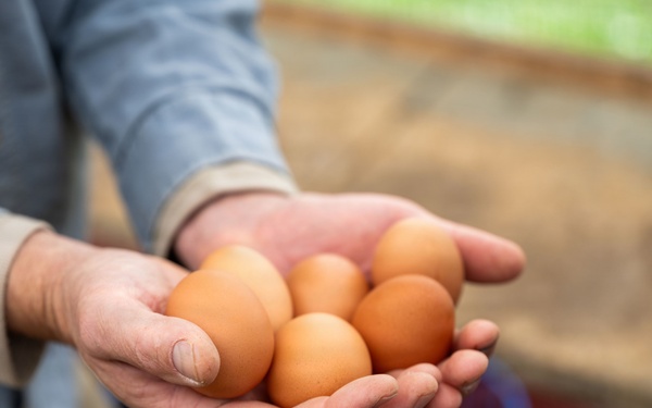 Earth's Echo Farm: Pasture-Raised Beef, Pigs And Poultry [Image 6 of 12]