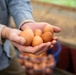 Earth's Echo Farm: Pasture-Raised Beef, Pigs And Poultry