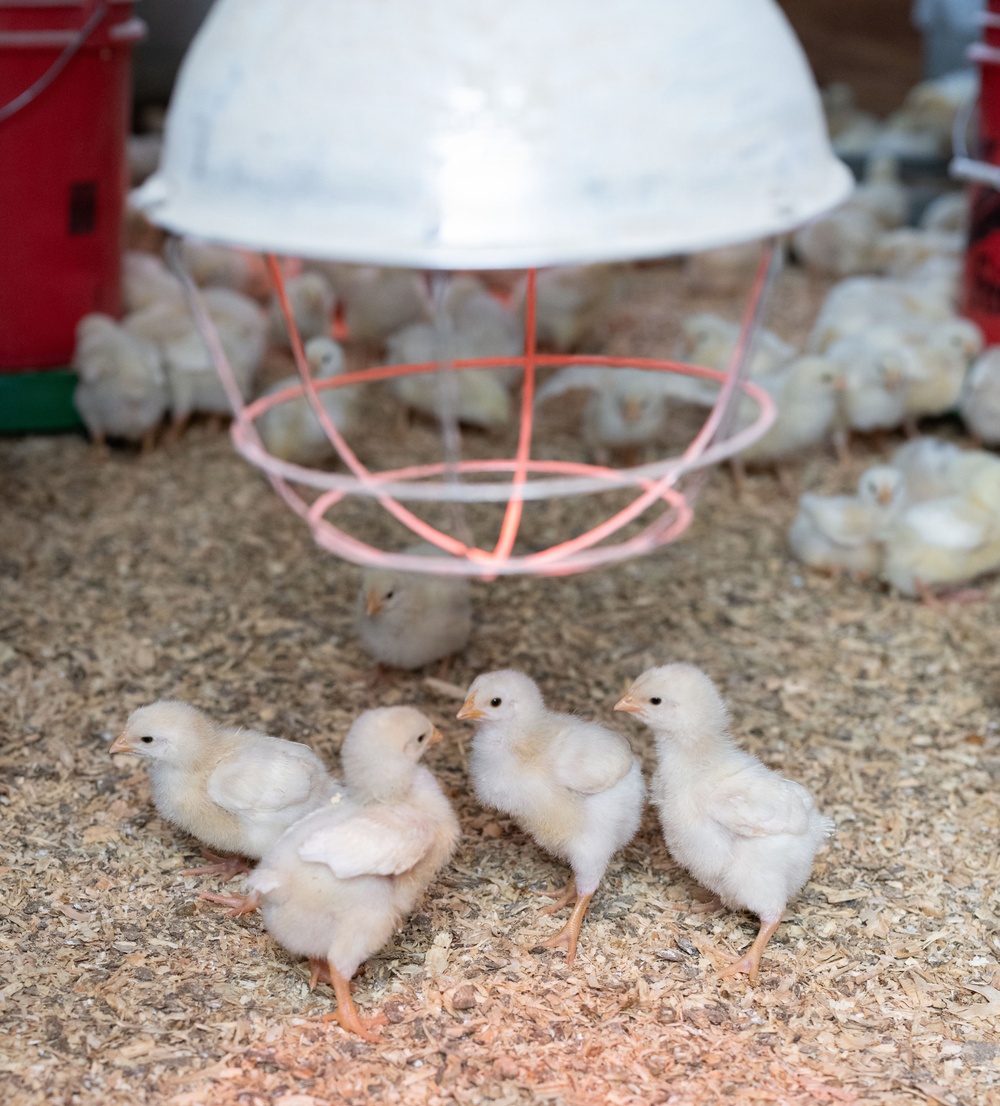 Earth's Echo Farm: Pasture-Raised Beef, Pigs And Poultry