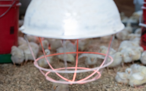 Earth's Echo Farm: Pasture-Raised Beef, Pigs And Poultry [Image 7 of 12]