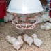Earth's Echo Farm: Pasture-Raised Beef, Pigs And Poultry