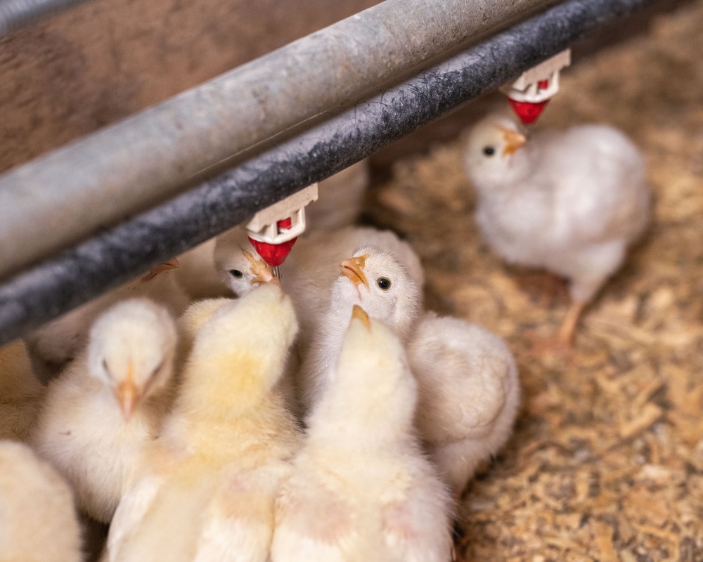 Earth's Echo Farm: Pasture-Raised Beef, Pigs And Poultry