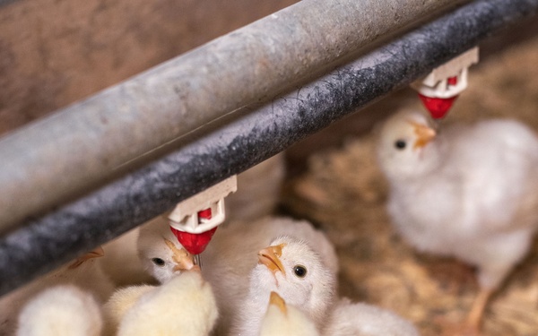 Earth's Echo Farm: Pasture-Raised Beef, Pigs And Poultry [Image 9 of 12]