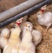 Earth's Echo Farm: Pasture-Raised Beef, Pigs And Poultry