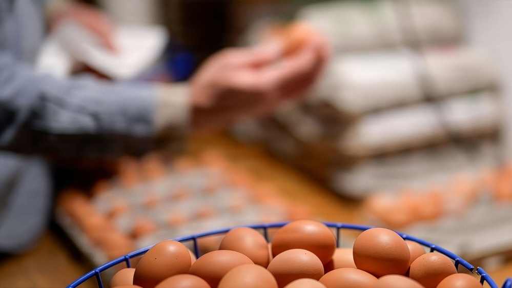 Earth's Echo Farm: Pasture-Raised Beef, Pigs And Poultry