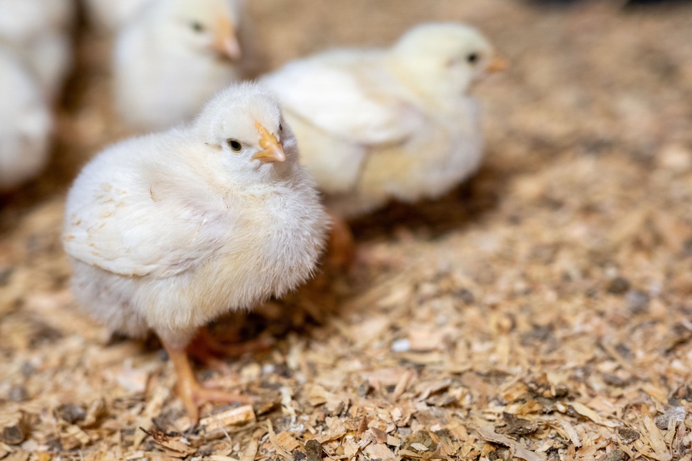 Earth's Echo Farm: Pasture-Raised Beef, Pigs And Poultry