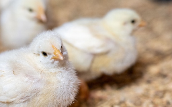 Earth's Echo Farm: Pasture-Raised Beef, Pigs And Poultry [Image 8 of 12]