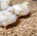 Earth's Echo Farm: Pasture-Raised Beef, Pigs And Poultry