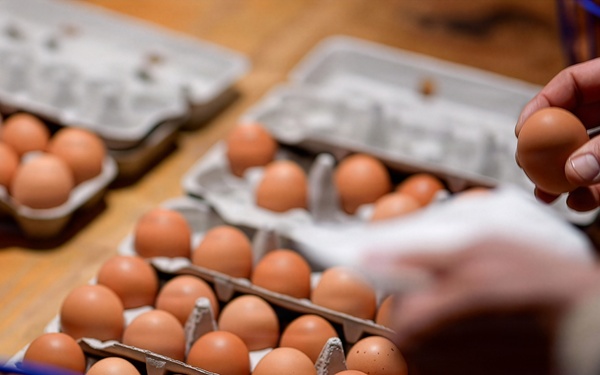 Earth's Echo Farm: Pasture-Raised Beef, Pigs And Poultry [Image 11 of 12]