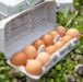 Earth's Echo Farm: Pasture-Raised Beef, Pigs And Poultry