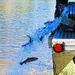 15,000 rainbow trout stocked at Fort McCoy in time for May 2026 fishing opener