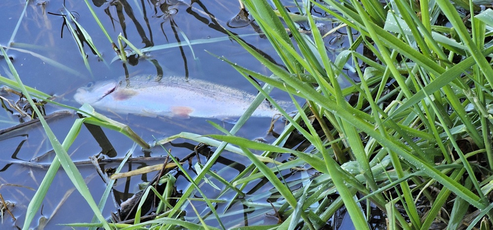 15,000 rainbow trout stocked at Fort McCoy in time for May 2026 fishing opener