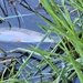 15,000 rainbow trout stocked at Fort McCoy in time for May 2026 fishing opener