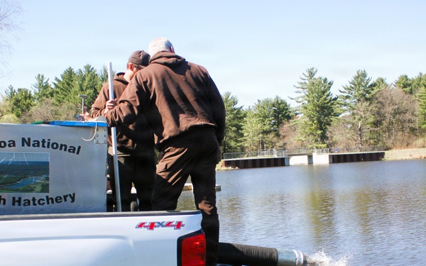 15,000 rainbow trout stocked at Fort McCoy in time for May 2026 fishing opener