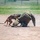 F.E. Warren Hosts K9 Competition