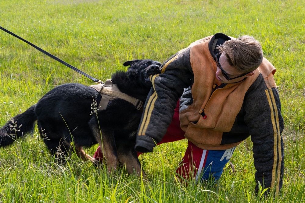 Beverly Sentinel 26-3: 8th SFS employ military working dogs