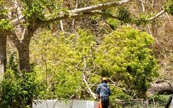 Vegetative Debris Removal Moving Foward