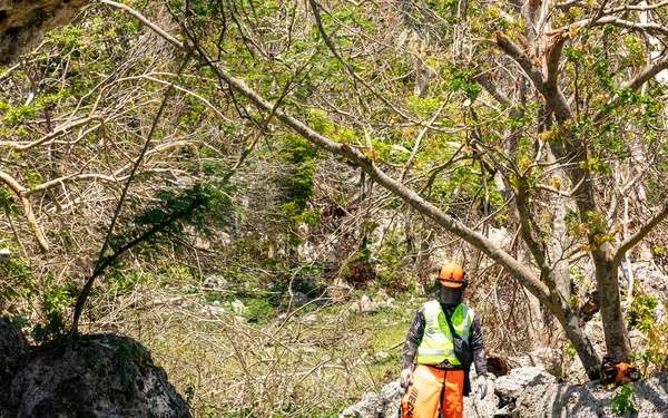 Vegetative Debris Removal Moving Foward