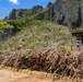 Vegetative Debris Removal Moving Foward