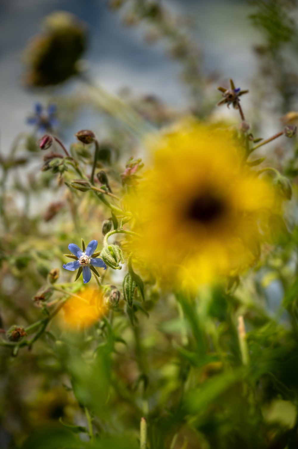 Pollinator Garden