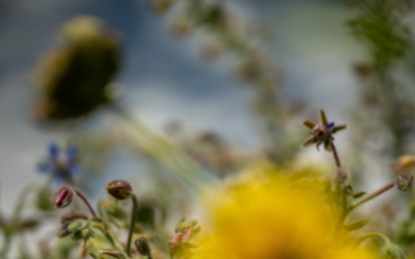 Pollinator Garden