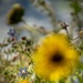 Pollinator Garden