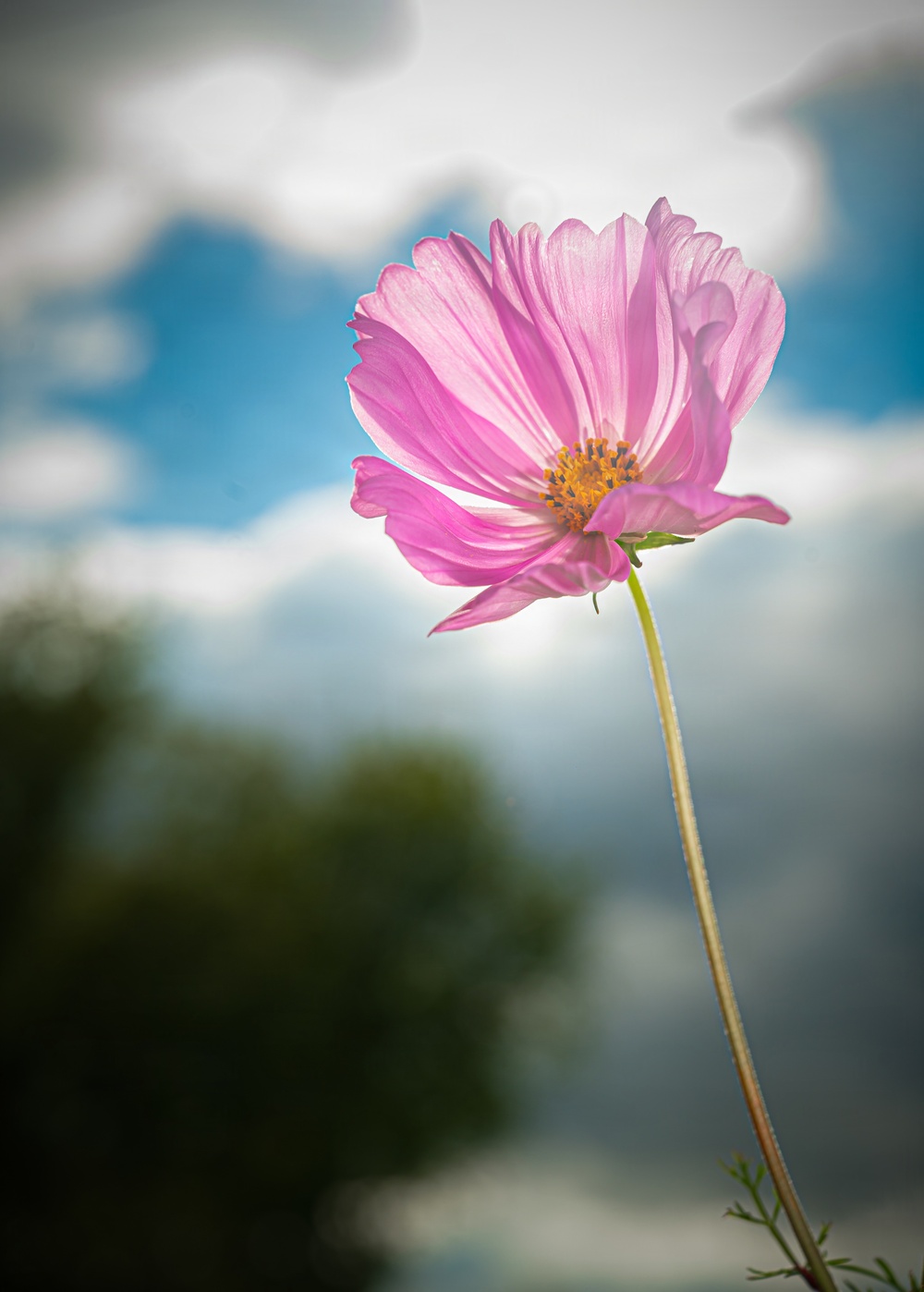 Cosmos flower
