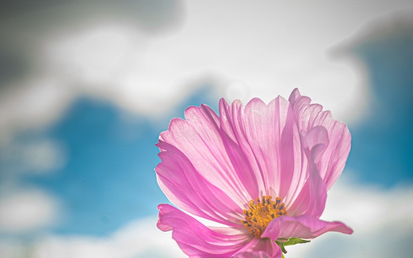 Cosmos flower