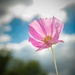 Cosmos flower
