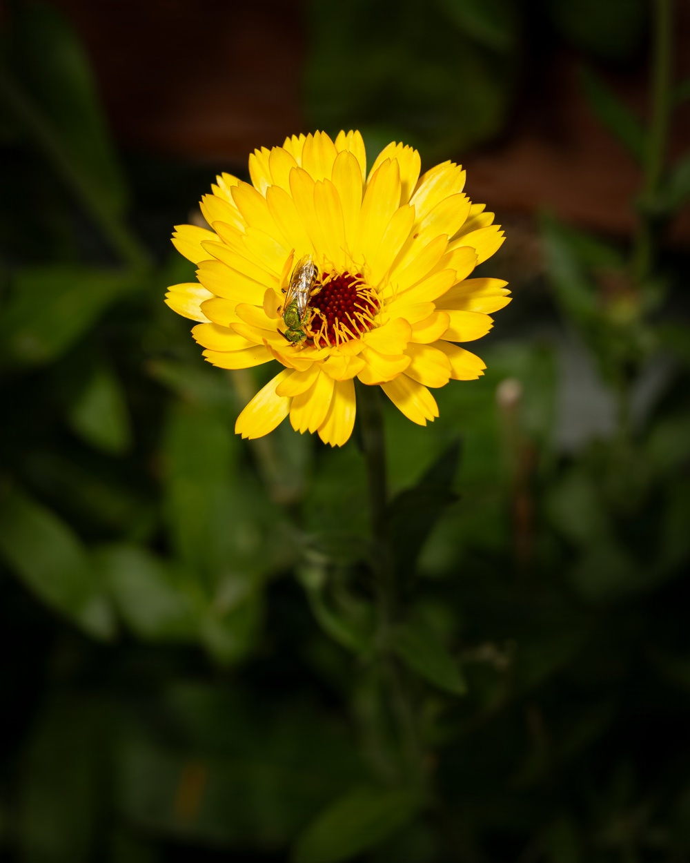 Sweat Bee (Agapostemon)