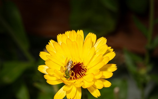 Sweat Bee (Agapostemon)