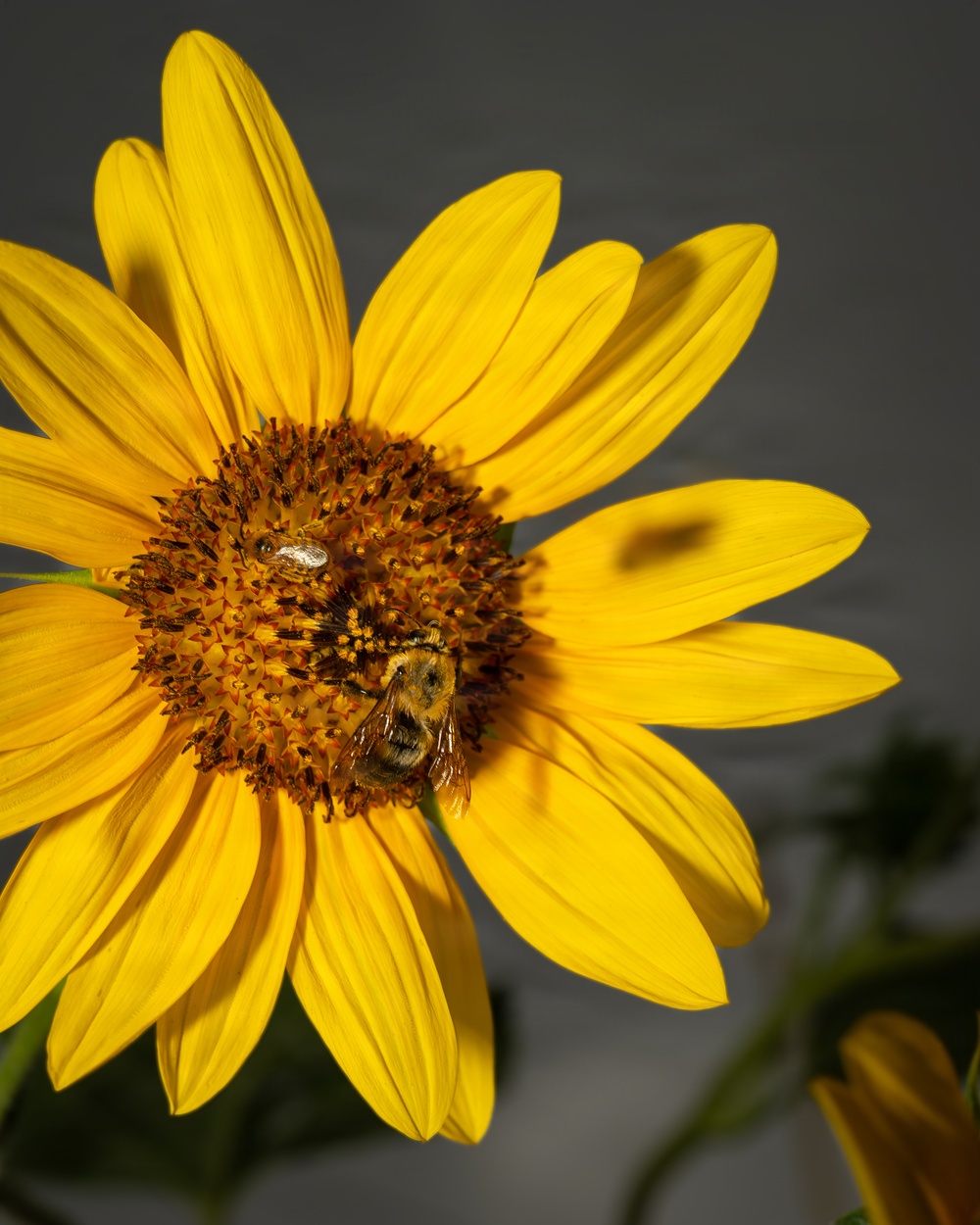 Bumble Bee on Sunflower